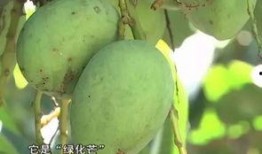 南宁芒果树爆料案件最新